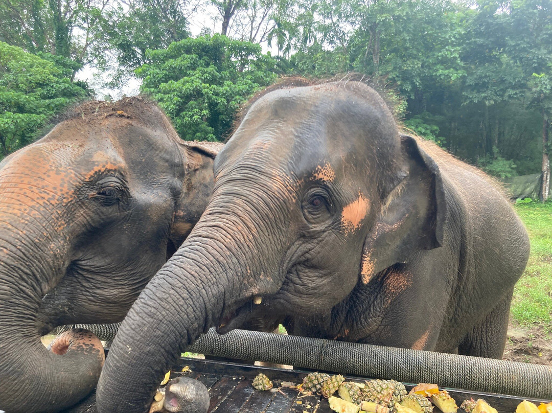 Phuket Elephant Nature Reserve-他朗必去景点