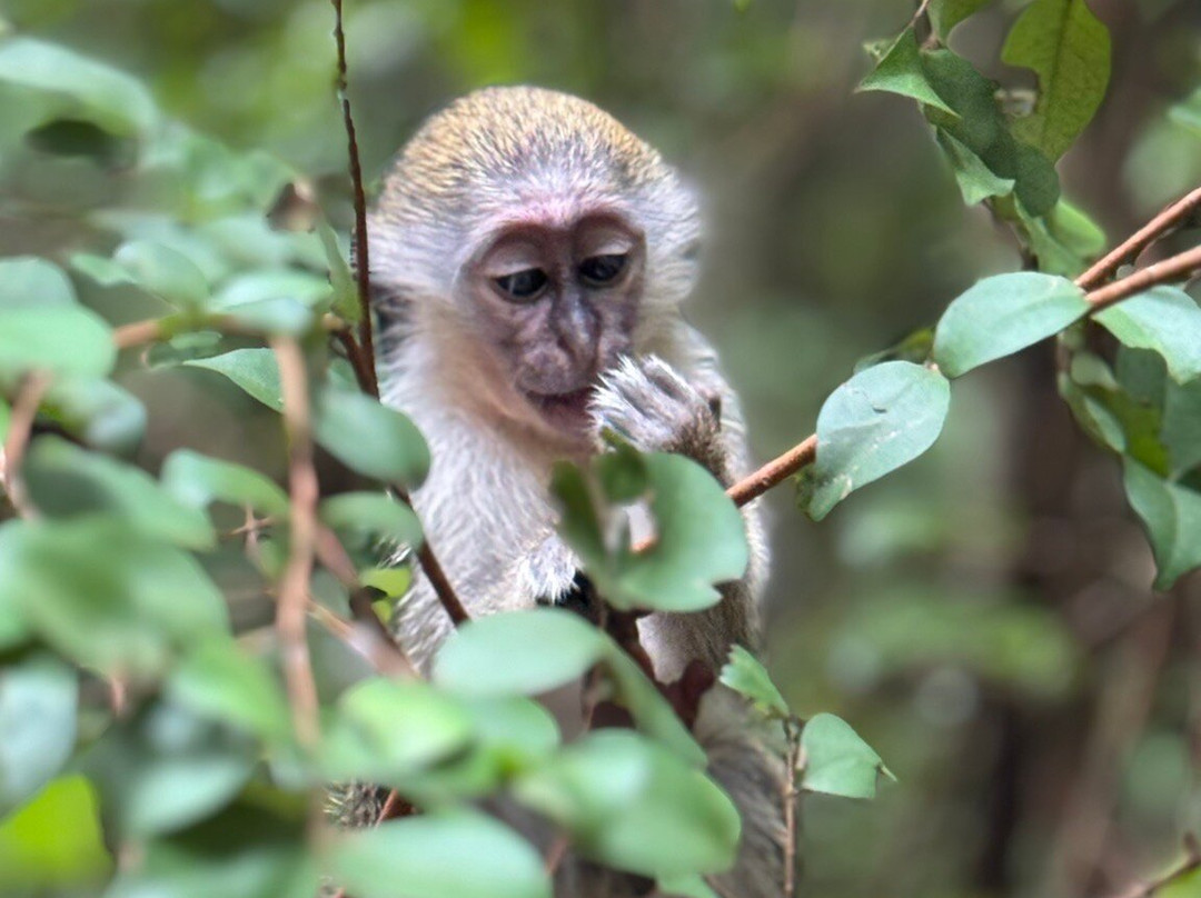 Barbados Wildlife Reserve-Saint Peter Parish必去景点