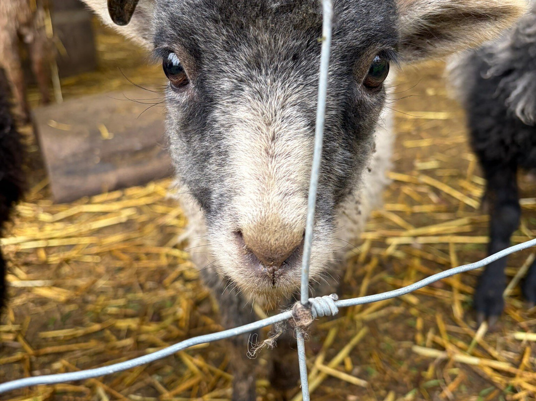 Tres Sabores Winery-圣海伦娜必去景点