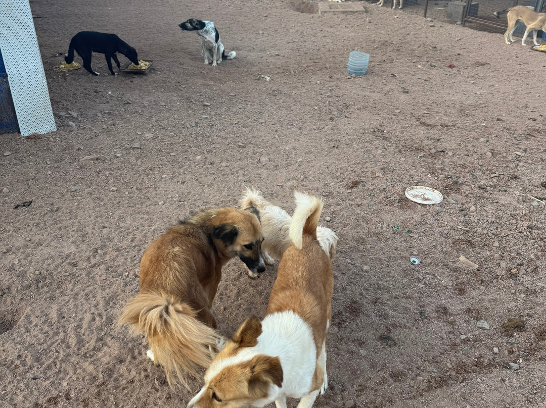 Al Rabee Society For Nature And Animal Protection-亚喀巴必去景点