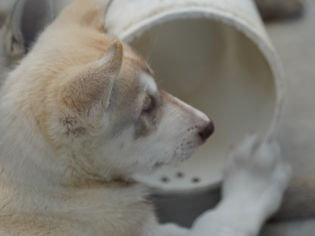 Sled Dog Demonstration-德纳利国家公园和自然保护区必去景点