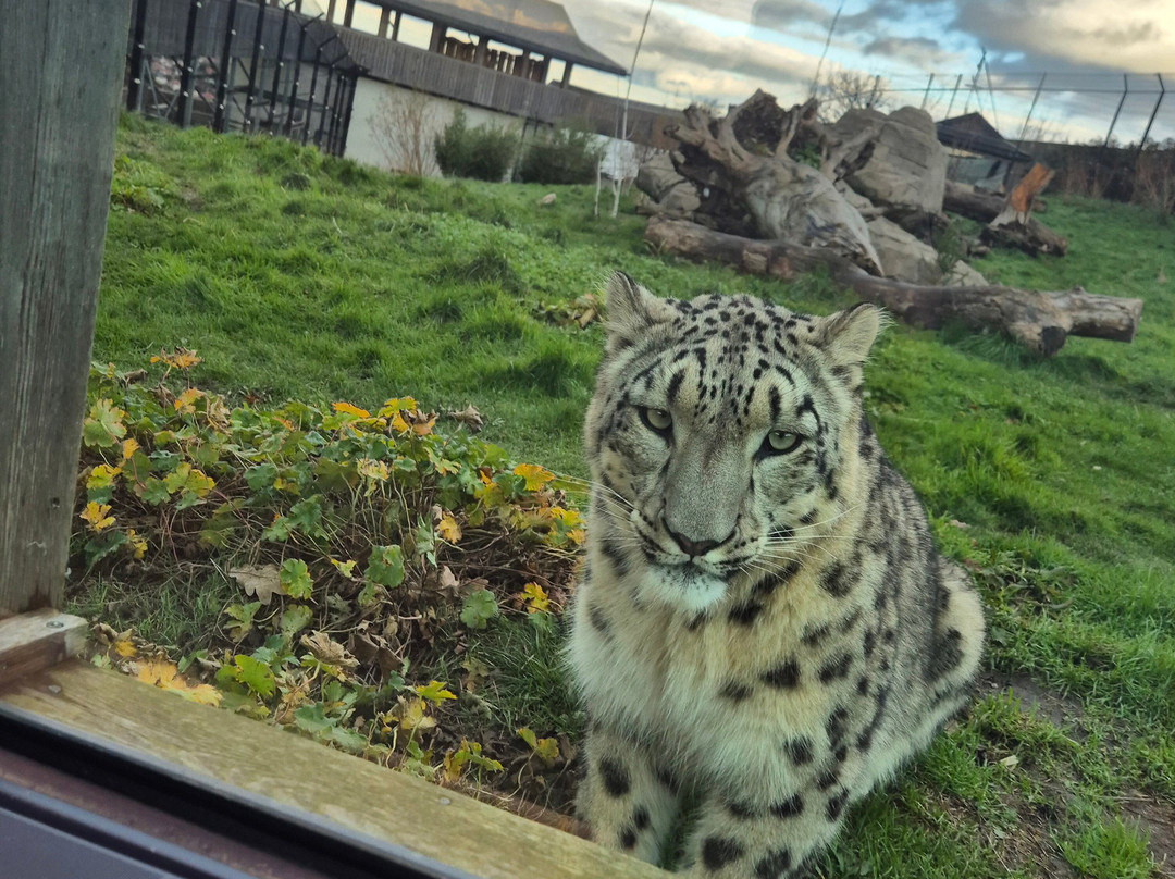 Welsh Mountain Zoo-科尔温湾必去景点