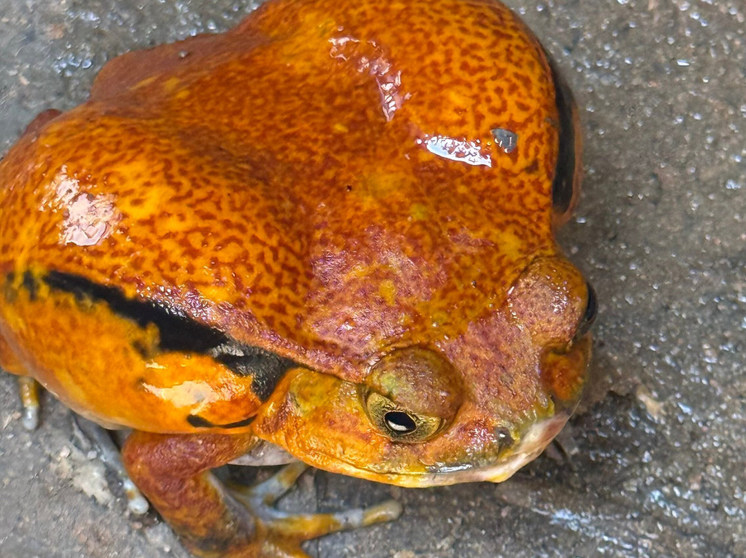 Madarako Tours-安塔那那利佛必去景点