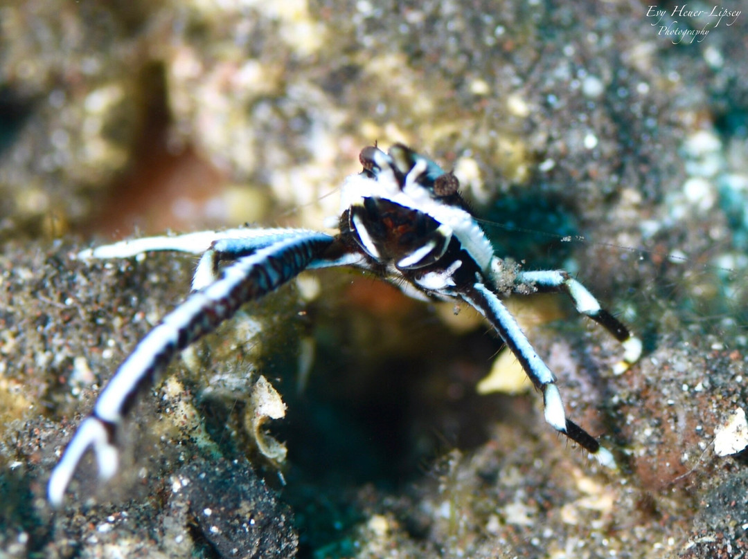 Balidas Dive Center-Bunutan必去景点