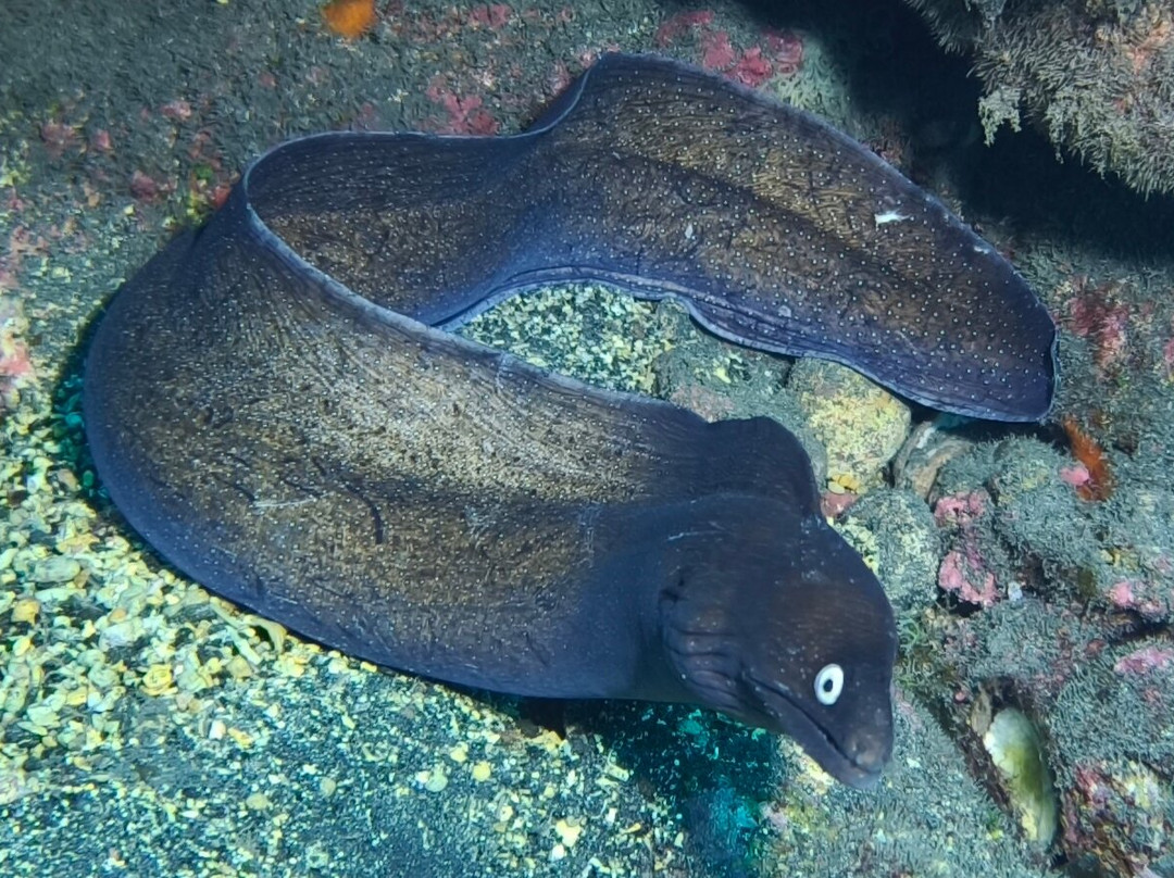 Punkfish Diving La Palma-Fuencaliente de la Palma必去景点