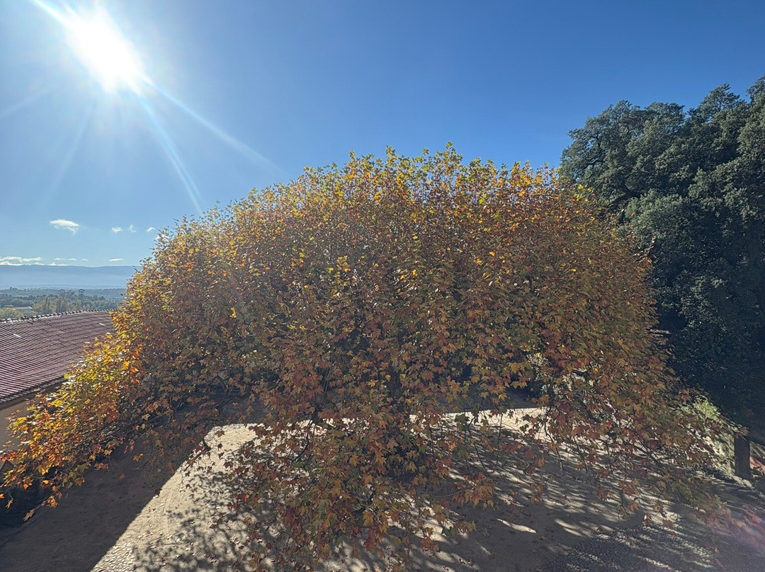 Palacio dos Condes de Anadia-Mangualde必去景点