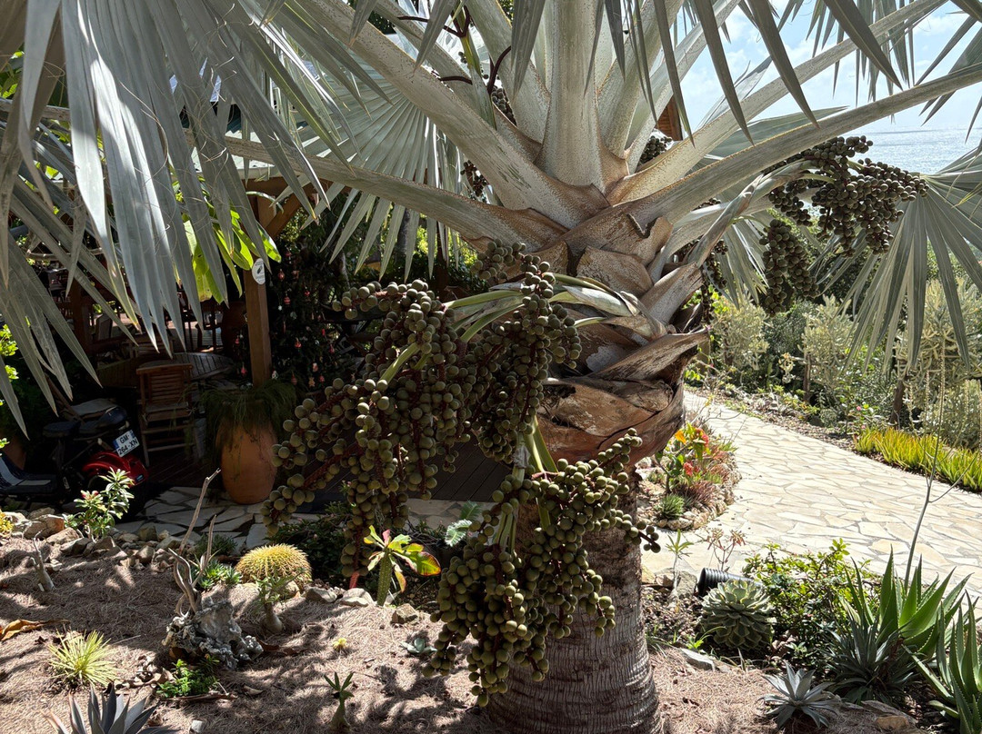 Jardin Botanique du Desert-La Desirade必去景点