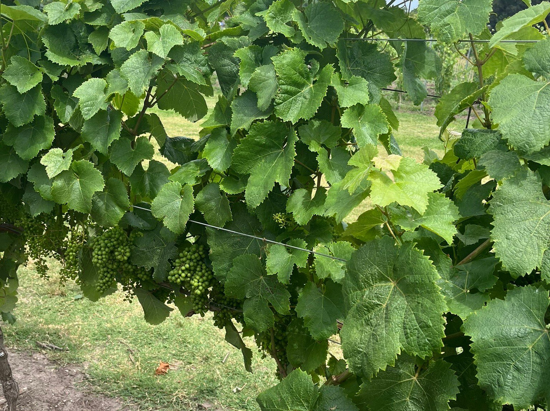 Pizzorno Family Estates-Canelones必去景点