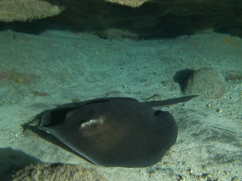 Diving Angel Tenerife-洛斯·吉甘特斯必去景点