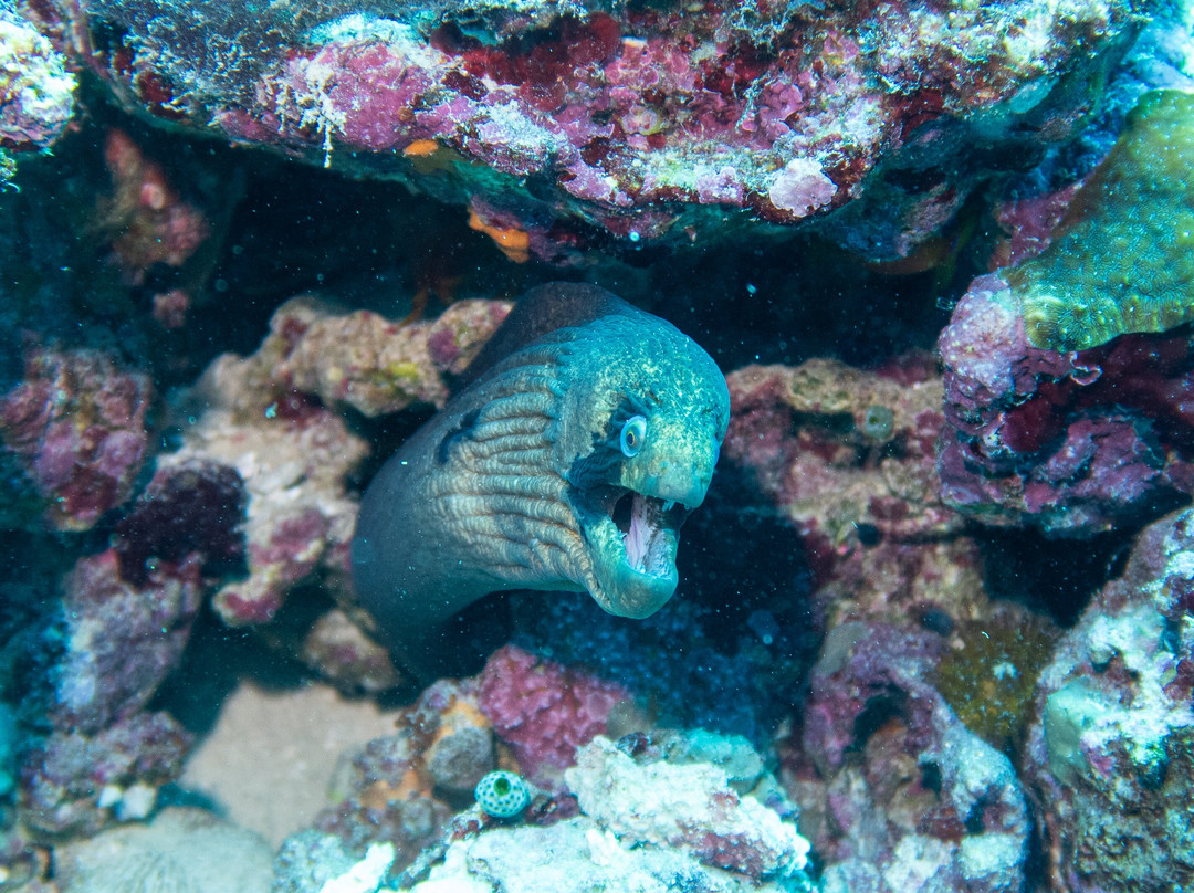 DivePoint Rannalhi-绚丽岛必去景点