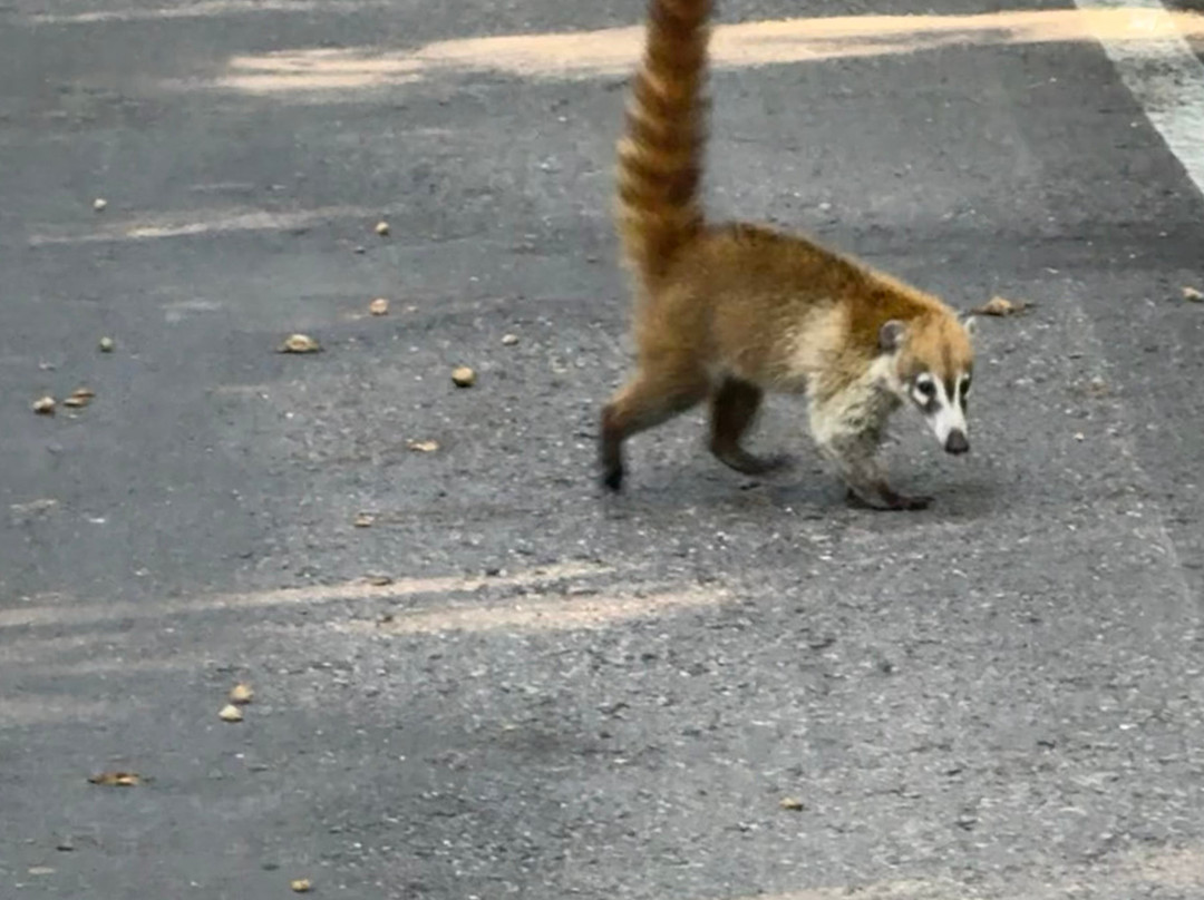 DANTA TOURS-Xpujil Town必去景点