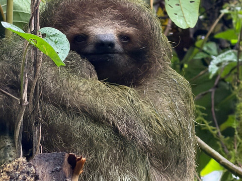 ARON THE BIG PAPI AMAZING ADVENTURE-利比里亚必去景点