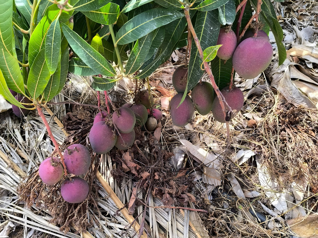 La Gomera Ethnographic Museum-Hermigua必去景点