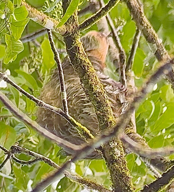 Sloth and Monkey Forest Tour-El Tanque必去景点