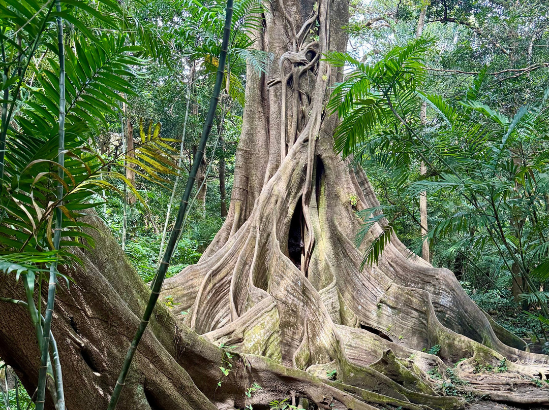 506 Transfers & Tours - Costa Rica-塔马林多必去景点