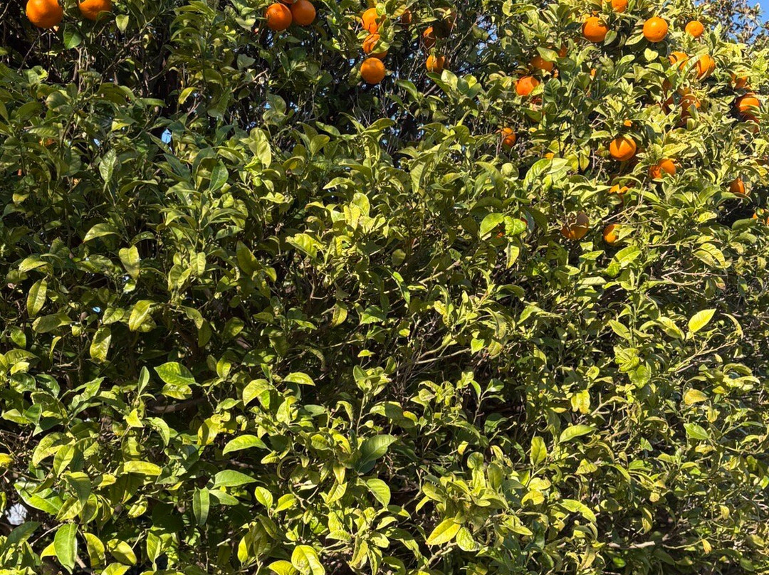 席米埃圣母修道院-尼斯必去景点