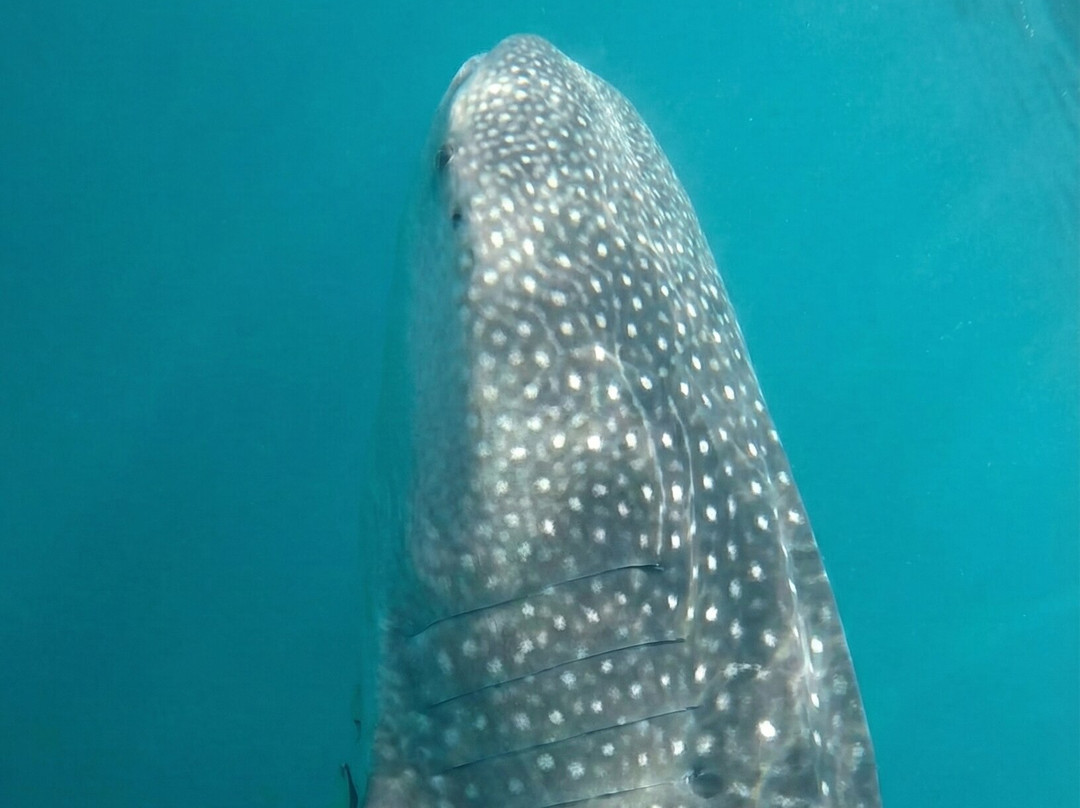 Mafia Island Dream Adventures-Kilindoni必去景点