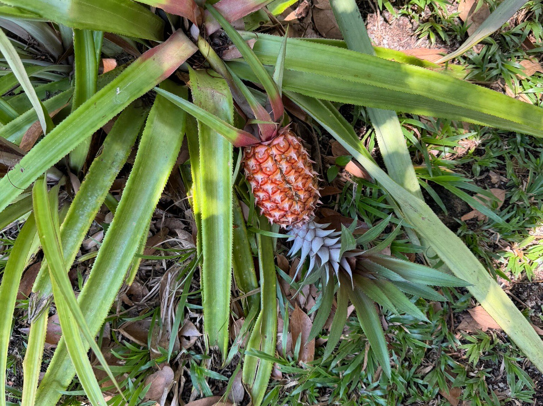 Vallée Des Fruits-大安塞区必去景点
