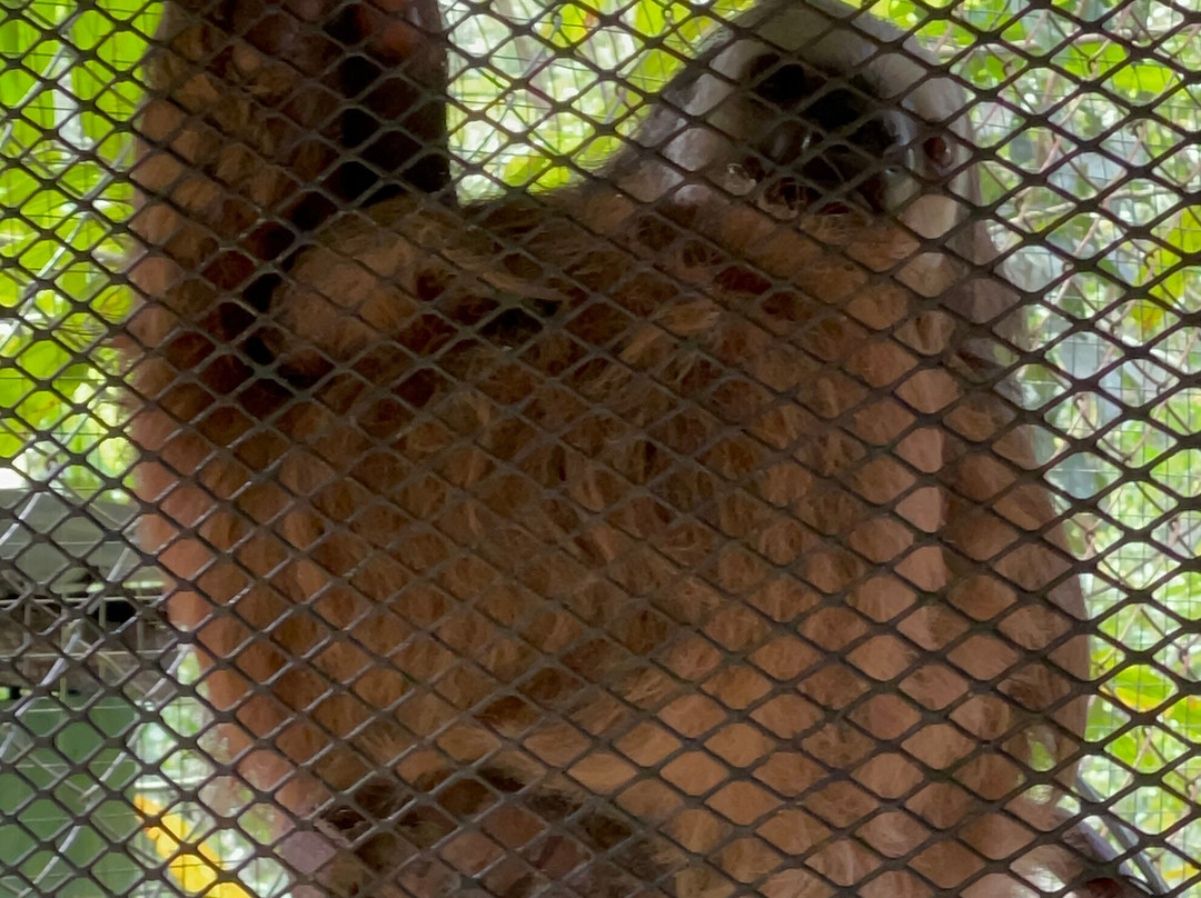 Kids Saving the Rainforest-克波斯必去景点