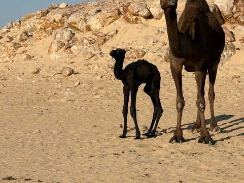 Dhofar SAS Trips-塞拉莱必去景点