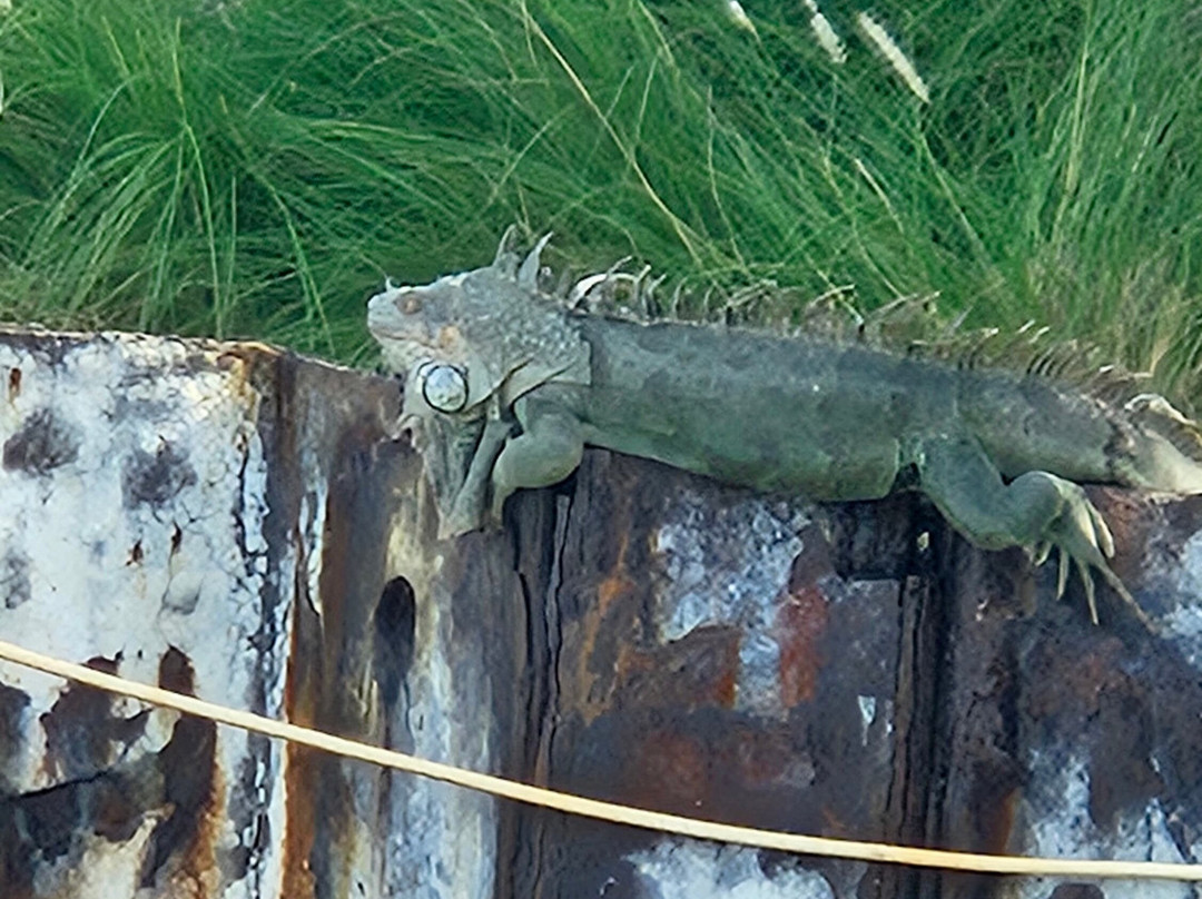 Xplore Sxm-马霍必去景点