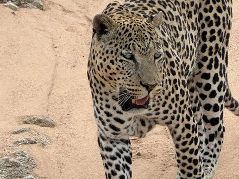 Go Rent Namibia 4x4 Rentals-温德和克必去景点