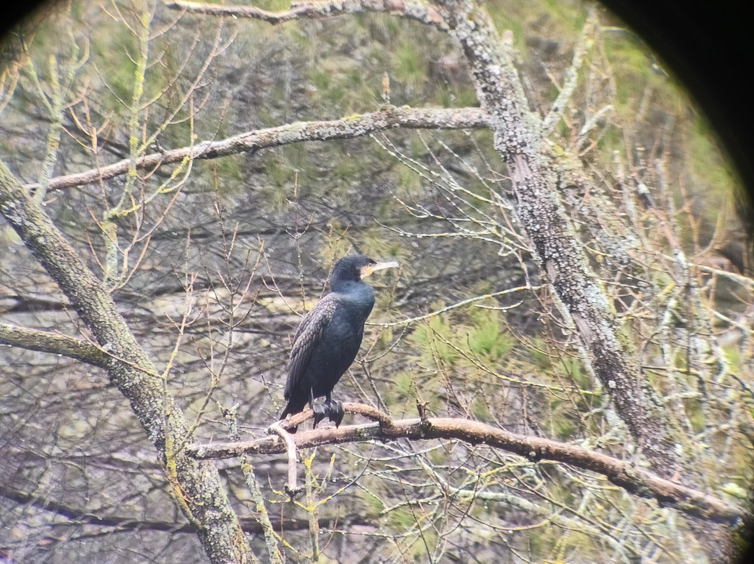 Birds&Lynx Ecotourism-La Carolina必去景点