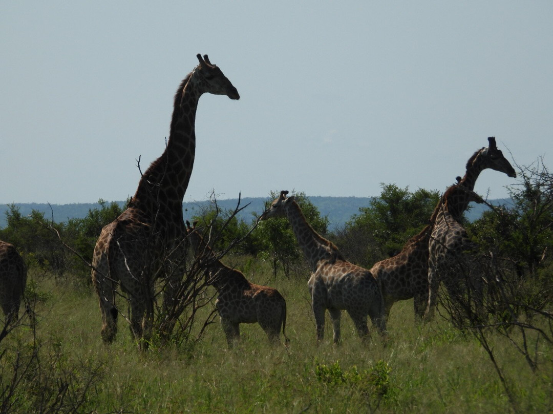 Southern Kruger Safaris-玛洛斯帕克必去景点