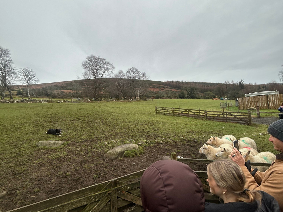 Cullen's Sheep Farm-拉腊必去景点