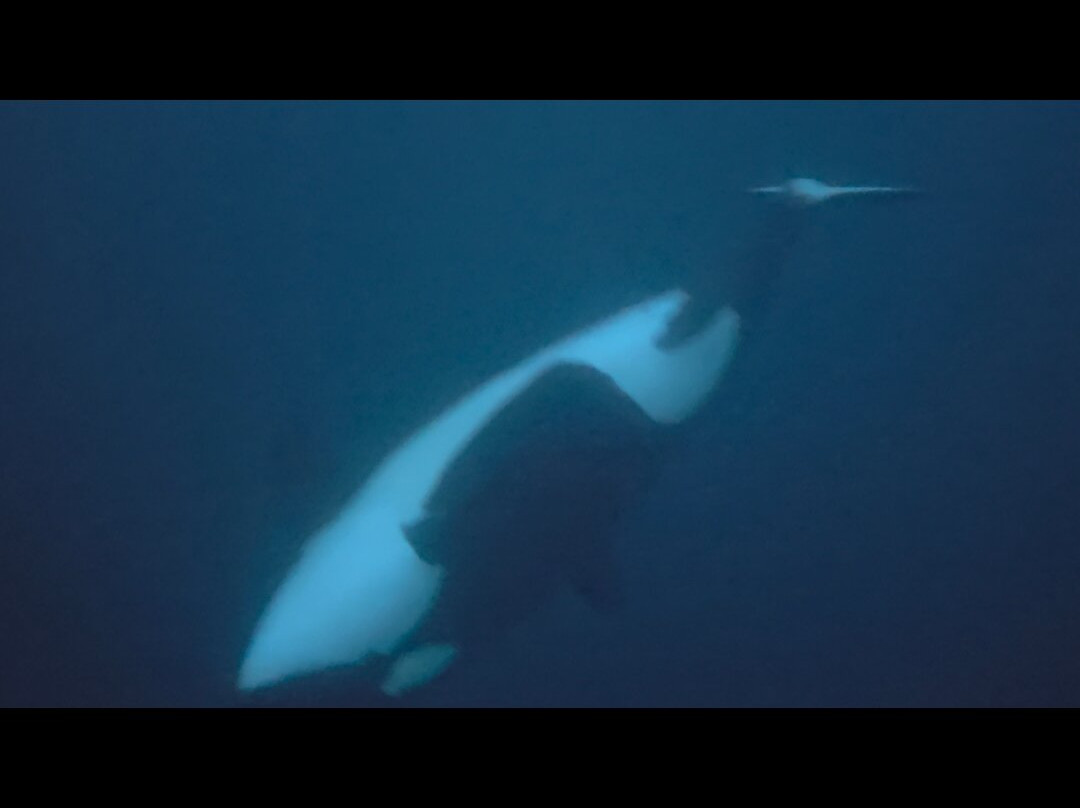 Whale2Sea-Andenes必去景点