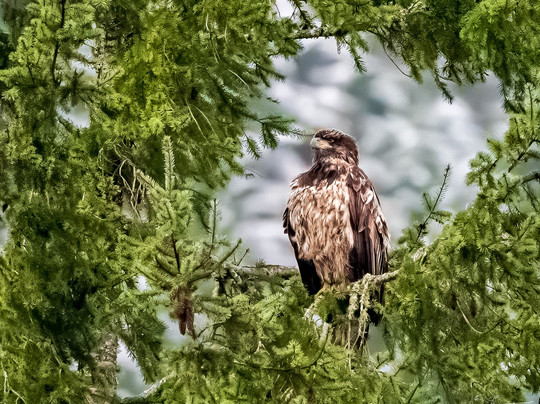 Skagit River Eagle Tours-Rockport必去景点