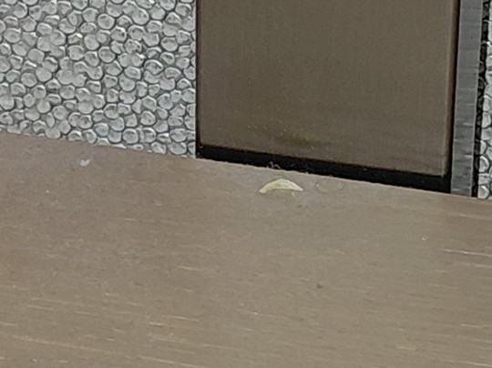 The Westin Bellevue主图