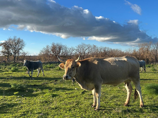 Tenuta Tedone Consolini主图