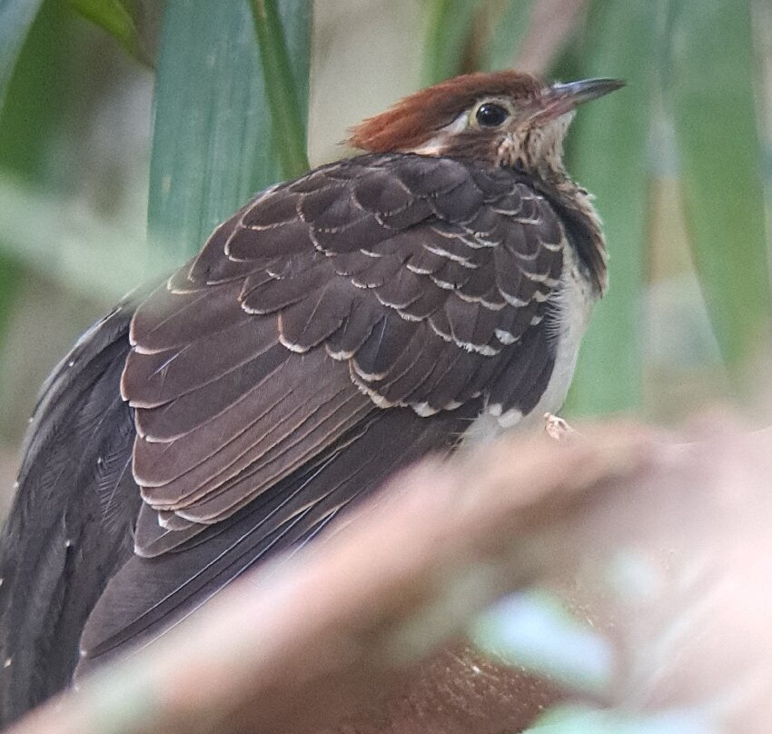 Birding Pipeline Panama-甘博阿必去景点