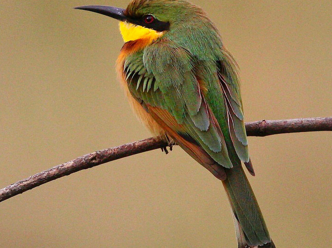 Kotu Bridge (Bird watching)-塞瑞库达必去景点