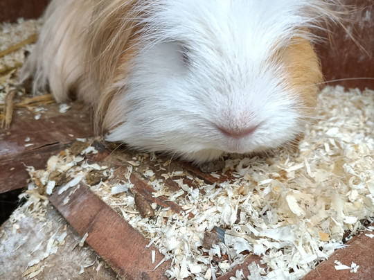 Alpaca Sanctuary-Pontardawe必去景点