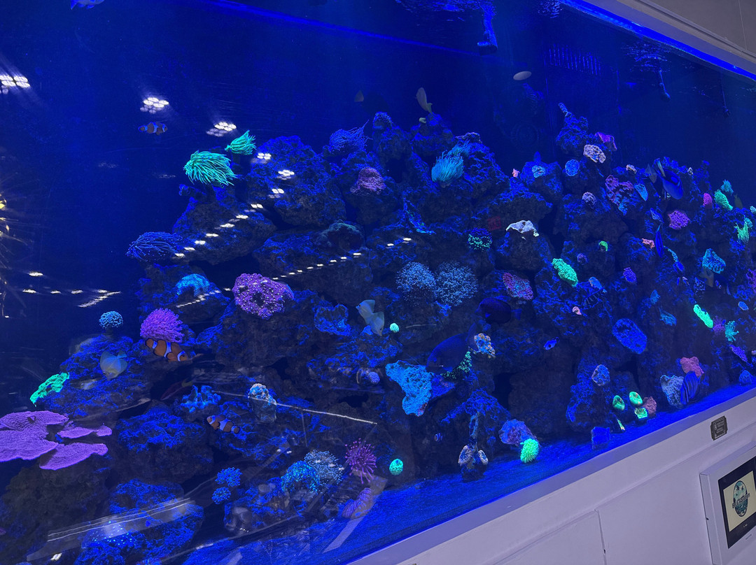Boca Aquarium-博卡拉顿必去景点