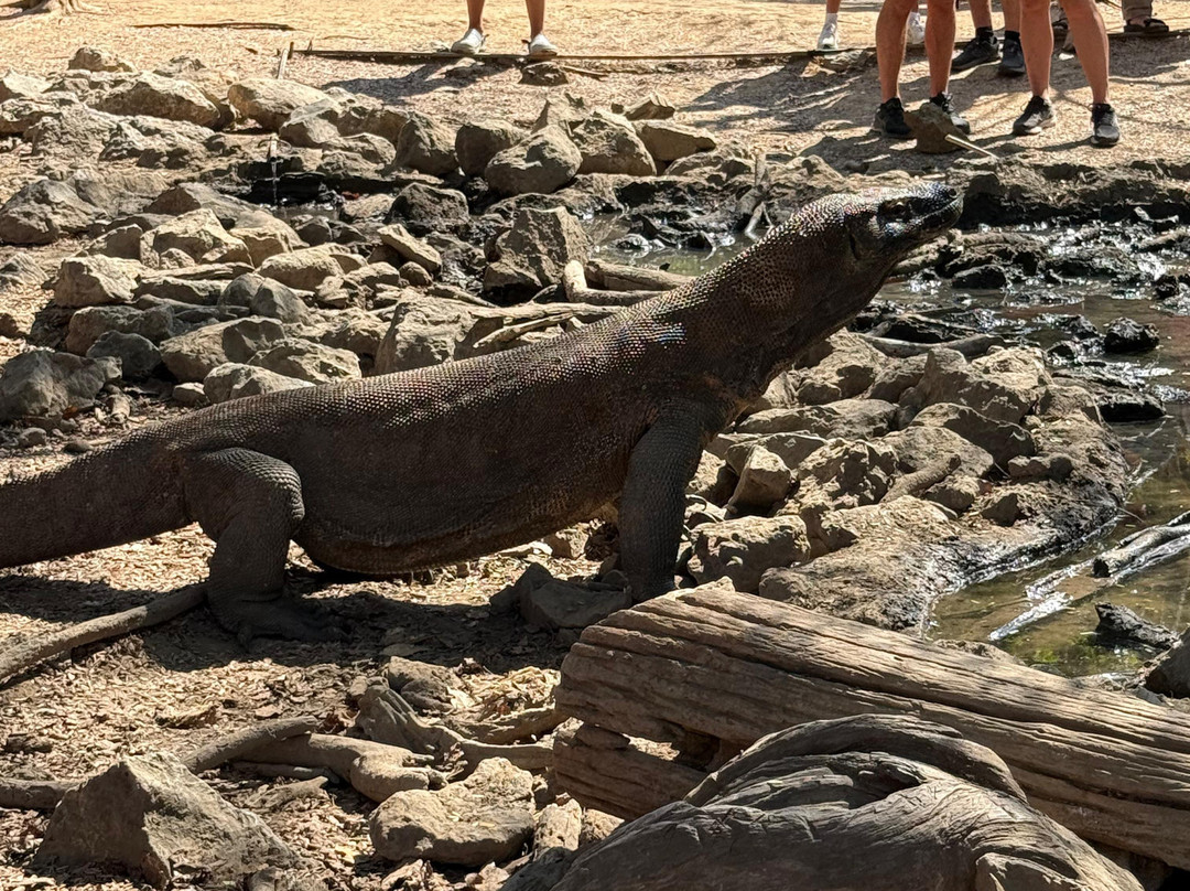 KOMODO TOUR INDONESIA-Labuan Bajo必去景点