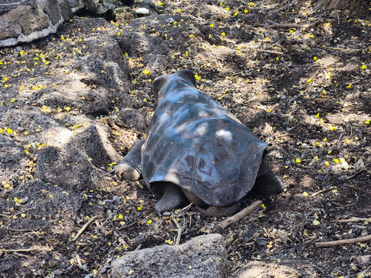 Charles Darwin Research Station-阿约拉港必去景点
