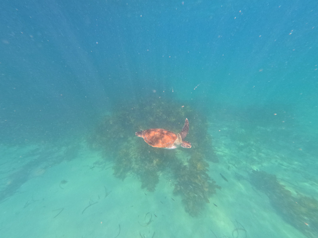 Australia's Coastal Wilderness Adventures-赫斯基森必去景点