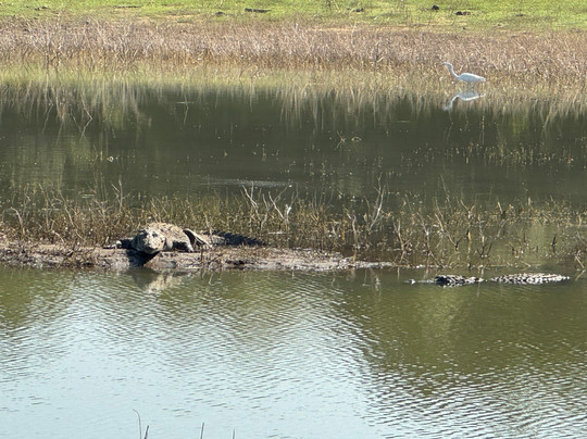 Udawalawe Safari Jeep With Guides-乌达瓦拉维国家公园必去景点