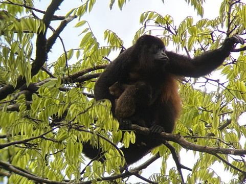 Jungle Life Costa Rica-Bijagua de Upala必去景点
