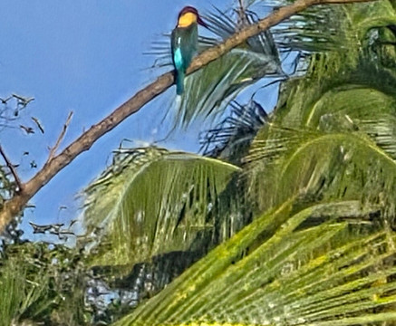 Sunsets and Palm Trees主图