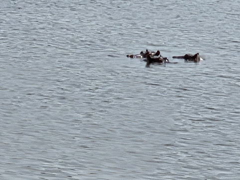 Akagera National Park Safari-Akagera必去景点