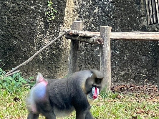 珍珠王国野生动物园-富国岛必去景点