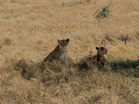 Ascend Tanzania-莫西必去景点