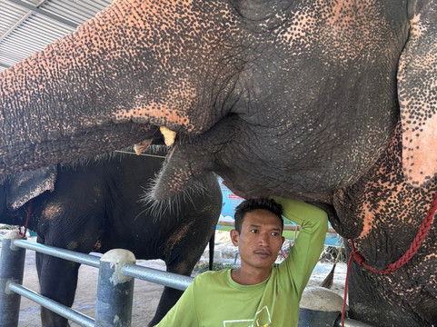 Phuket Elephant Care-奈通必去景点