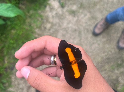 Mariposario DEDALMA-Mera必去景点