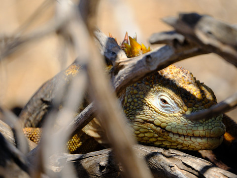 Smart Galapagos-阿约拉港必去景点