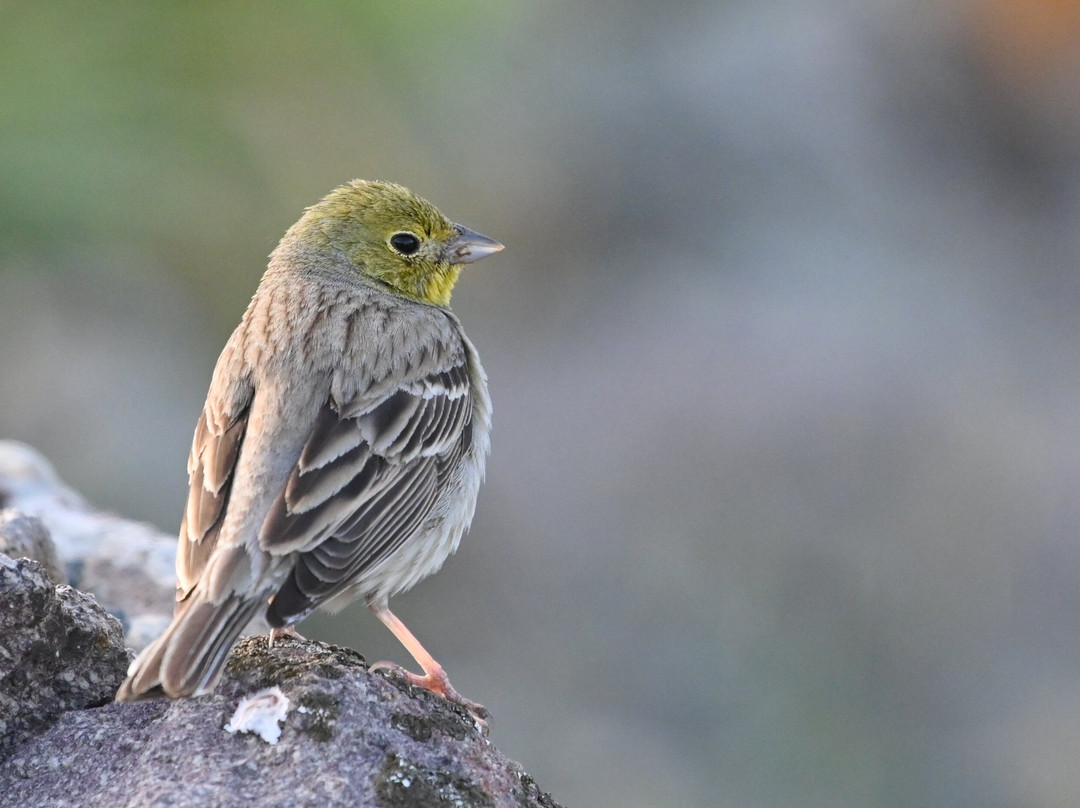 Lesvos Birdwatching (by Eleni)-Agia Paraskevi必去景点